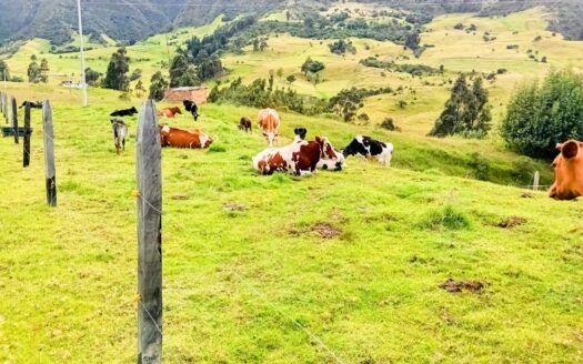 PRODUCTIVA FINCA VDA HATO CARUPA