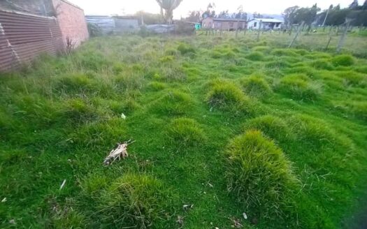 Lote Palogordo