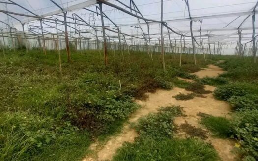 Finca para arándanos o tomate en Fuquene