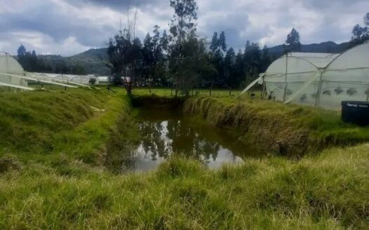 Finca para arándanos o tomate en Fuquene