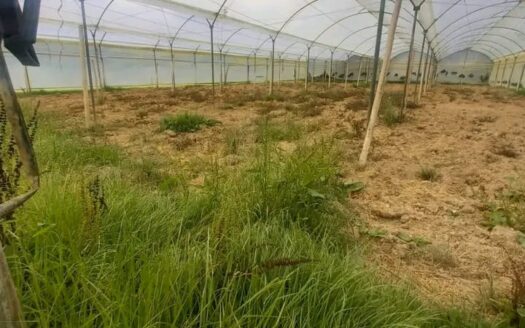 Finca para arándanos o tomate en Fuquene