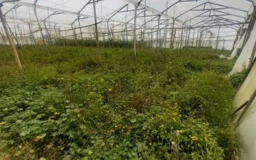 Finca para arándanos o tomate en Fuquene