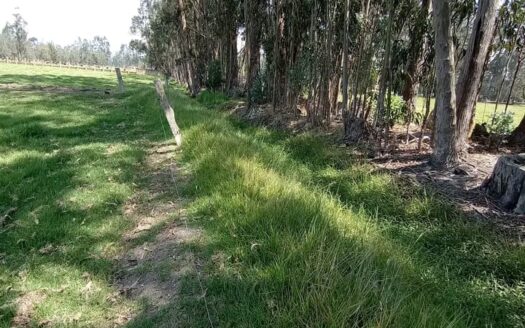 Finca plana vía lenguazaque