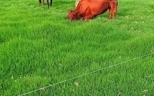 !! Económica!! Finca plana cerca a Capellania