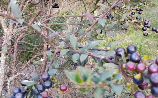 10 fanegadas con cultivo de Agraz Monroy