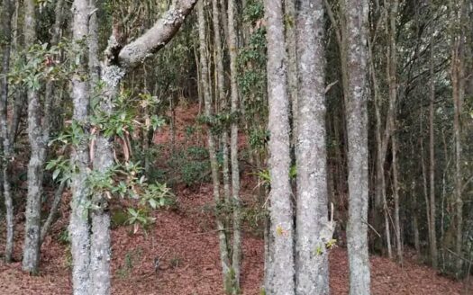 10 fanegadas con cultivo de Agraz Monroy