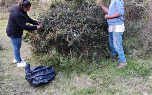 10 fanegadas con cultivo de Agraz Monroy