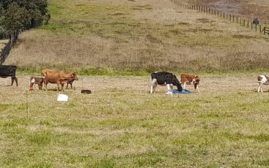 👉 Productiva finca con casa en Carupa👈