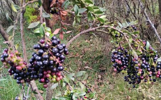 👉 Finca en Raquira vereda Torres Boyaca 👈