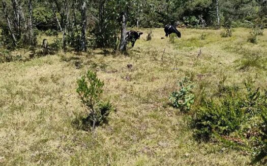 👉Finca  en vereda torres Raquira👈