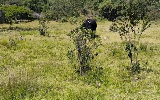 👉Finca  en vereda torres Raquira👈