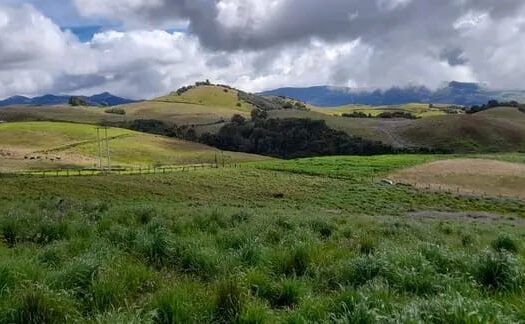👉Finca productiva papera de 11 fg Carupa👈
