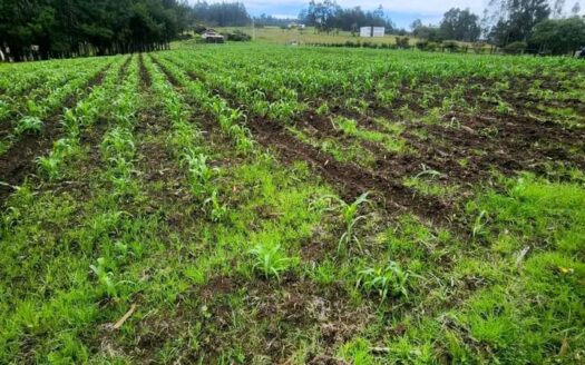 👉Hermosa finca productiva en Simijaca👈